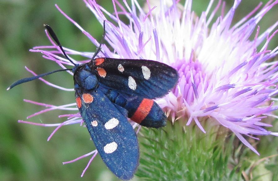 Zygaena ephialtes un po'' anomala